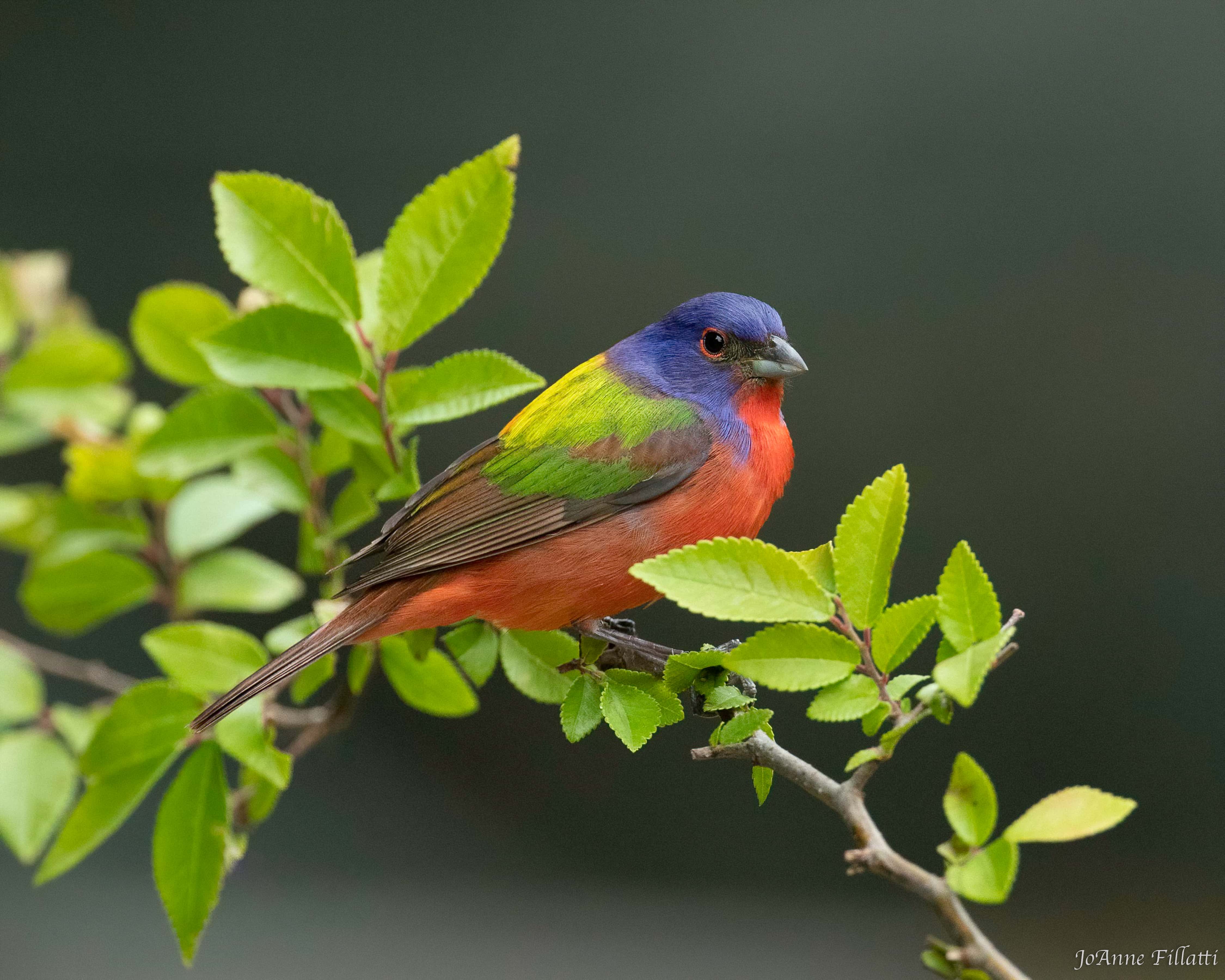 A red bellied painted bunting resting on a leafy branch